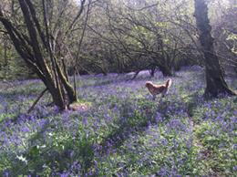 The Fox and Hounds Ltd